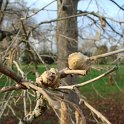 Corylus colurna fleurs males et femelles